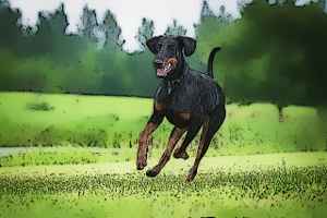 doberman puppy diet chart