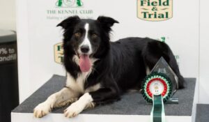 collie sitting on a popdium after winning a prize, powered by ProDog raw food