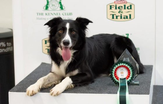 Transitioning To A Raw Fed Diet: The Best Move We Could Have Made