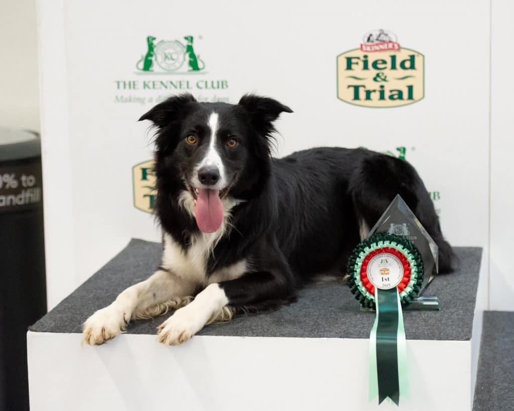 collie sitting on a popdium after winning a prize, powered by ProDog raw food
