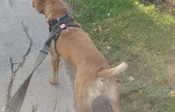 Healthy Weight Loss & Raw Feeding: A Dog’s Journey Back To Health