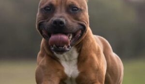 How to Build Muscle in Dogs