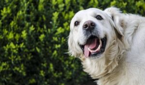 Dog Teeth Cleaning | How To Keep Your Dog’s Mouth Healthy