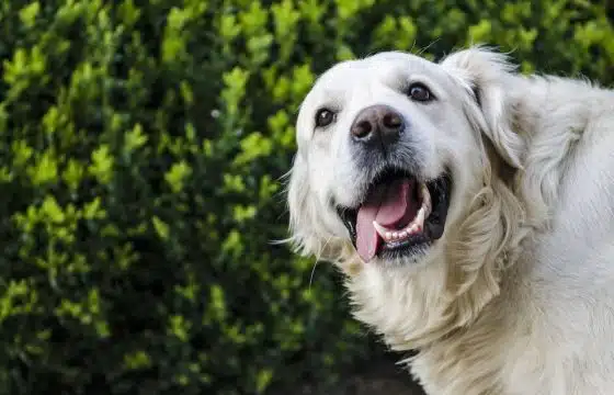 Dog Teeth Cleaning | How To Keep Your Dog’s Mouth Healthy