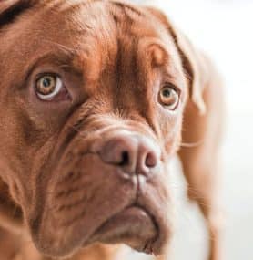 Dog Constipation and What to Feed