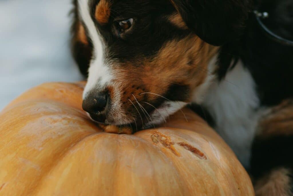 View of Dog Constipation| How To Help & What To Feed | ProDog Raw