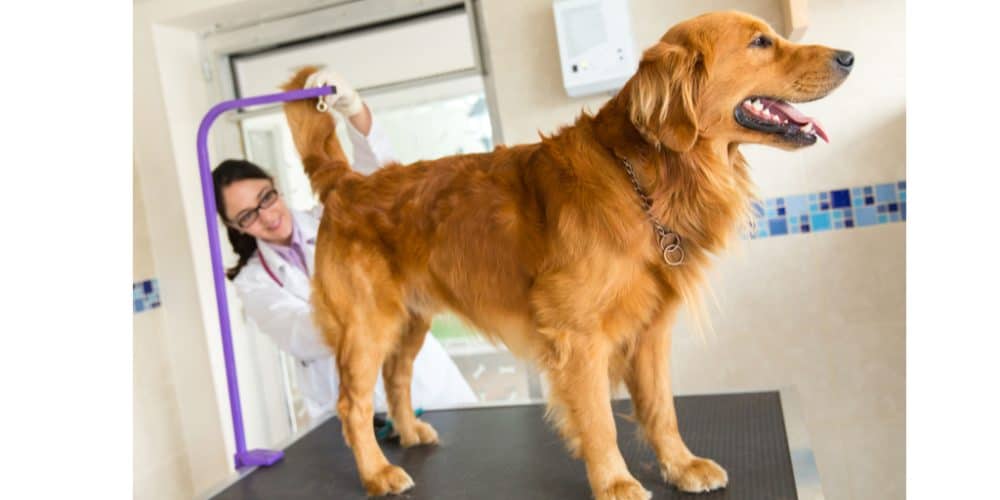anal glands in dogs