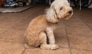 Anal Glands & Raw Food