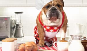 How To Make Your Dog Your Own Food If The Stores Have Run Out