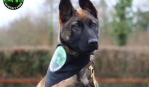 Shingas Journey Part 1 – Meet Shinga – Anti Poaching Dog In Training
