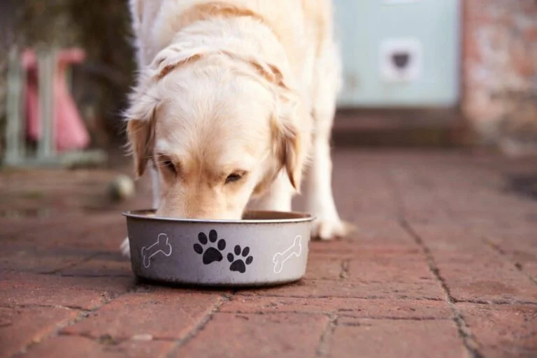 All You Need to Know About Feeding Bones to Dogs ProDog Raw