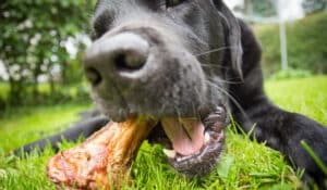 Feeding Bones to Dogs: The All You Need to Know Guide