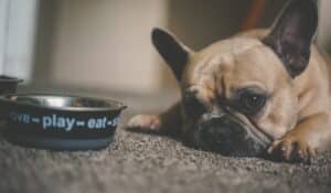I Refuse to Feed Kibble : A Vet’s Perspective