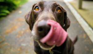 Diabetes in Dogs | What Is The Best Food For Dogs with Diabetes?