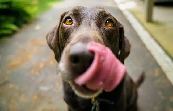 Diabetes in Dogs | What Is The Best Food For Dogs with Diabetes?