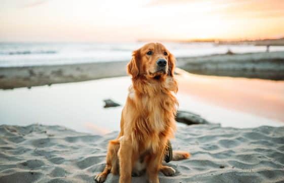 What is the best food for dogs with diagnosed ailments?