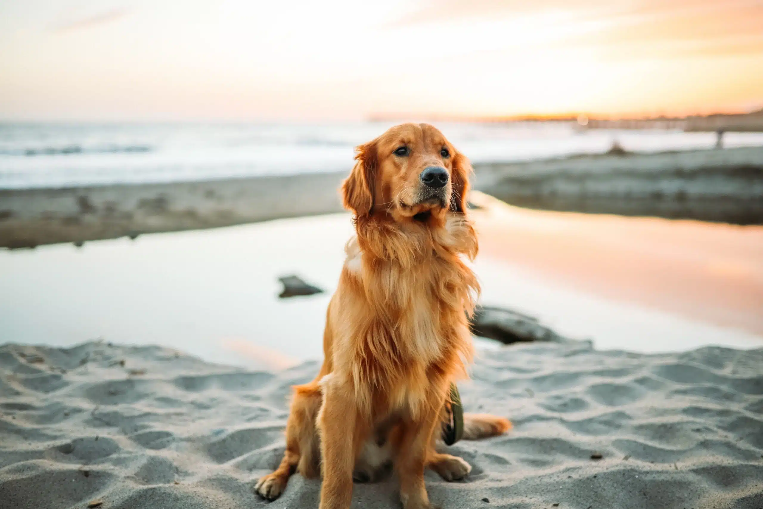 What is the best food for dogs with diagnosed ailments?