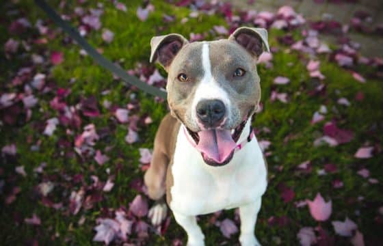 Four Fun Dog Feeding Ideas: Guaranteed to Set Tails Wagging
