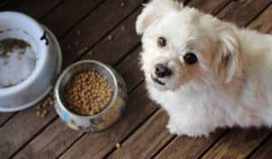 The Concerning Ingredient in Processed Pet Foods: Not Mentioned on the Label