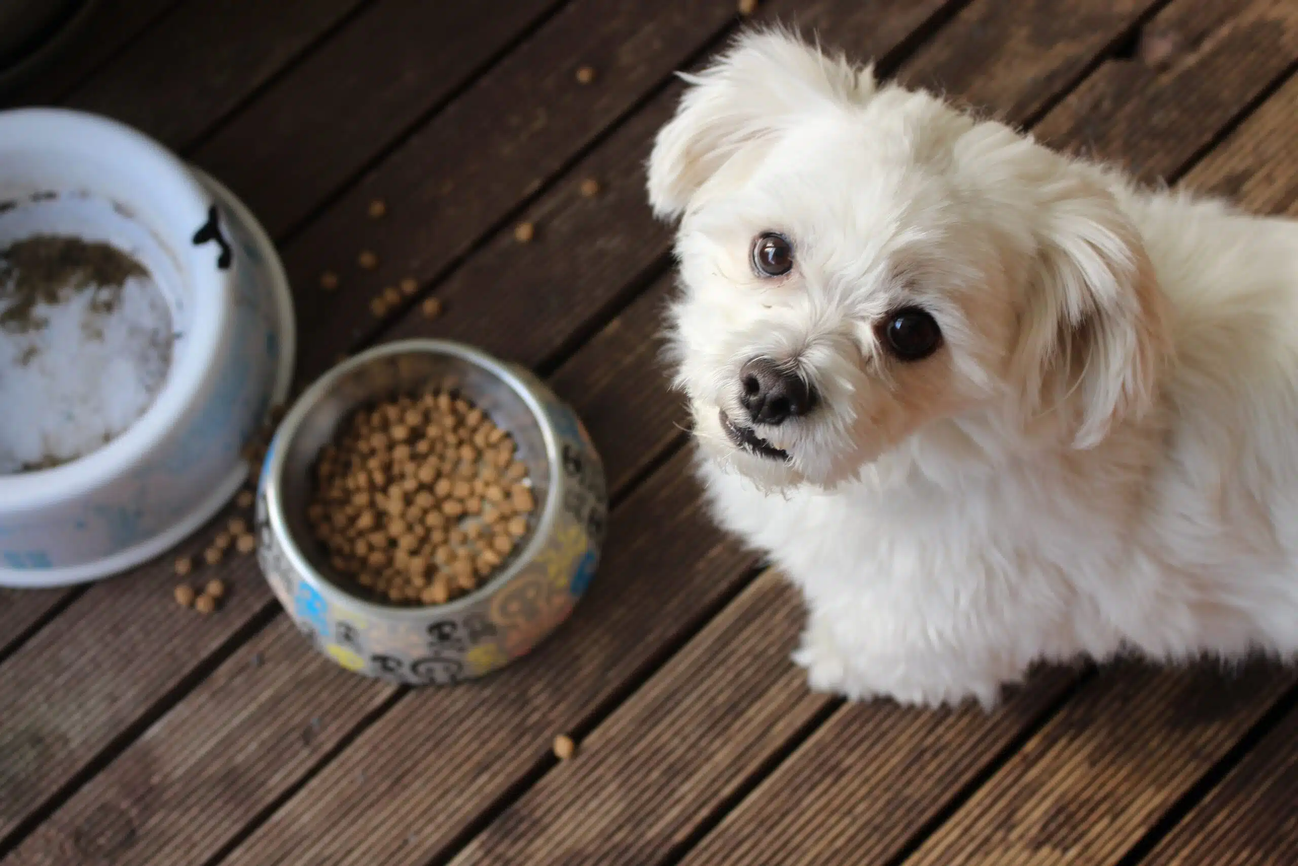 Using LickiMat® with Dog Food
