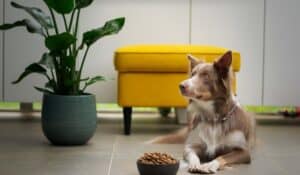 The Best-Selling Dry Pet Foods: Analysed