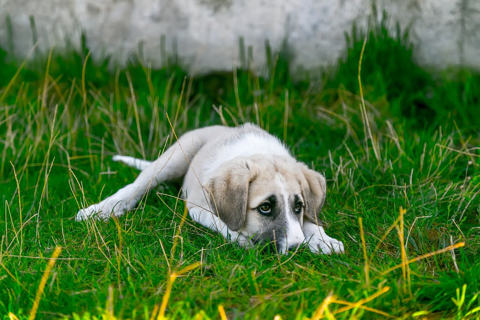 How to keep your dog safe from dognappers – an expert’s guide!