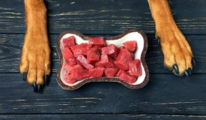The Complete Guide to Why Dogs Need to Eat Meat
