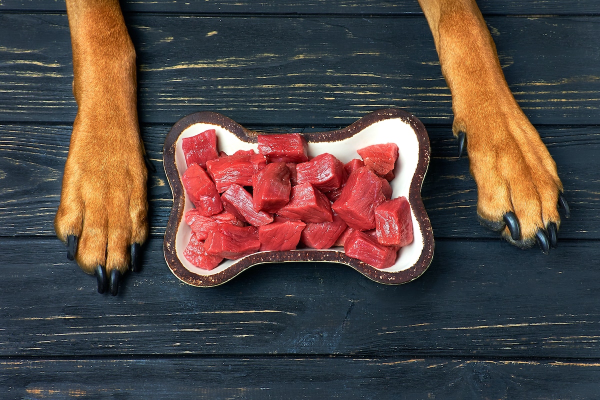 The Complete Guide to Why Dogs Need to Eat Meat