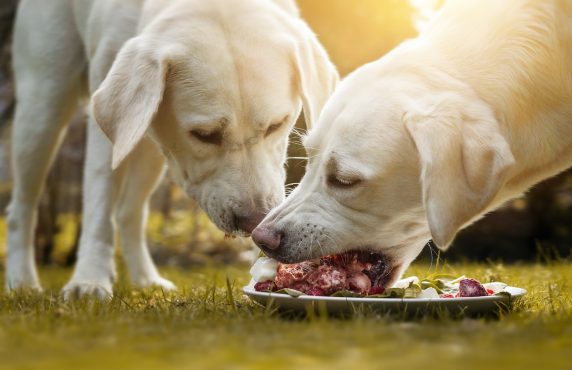 Top 12 Health Benefits of Raw Feeding Your Dog