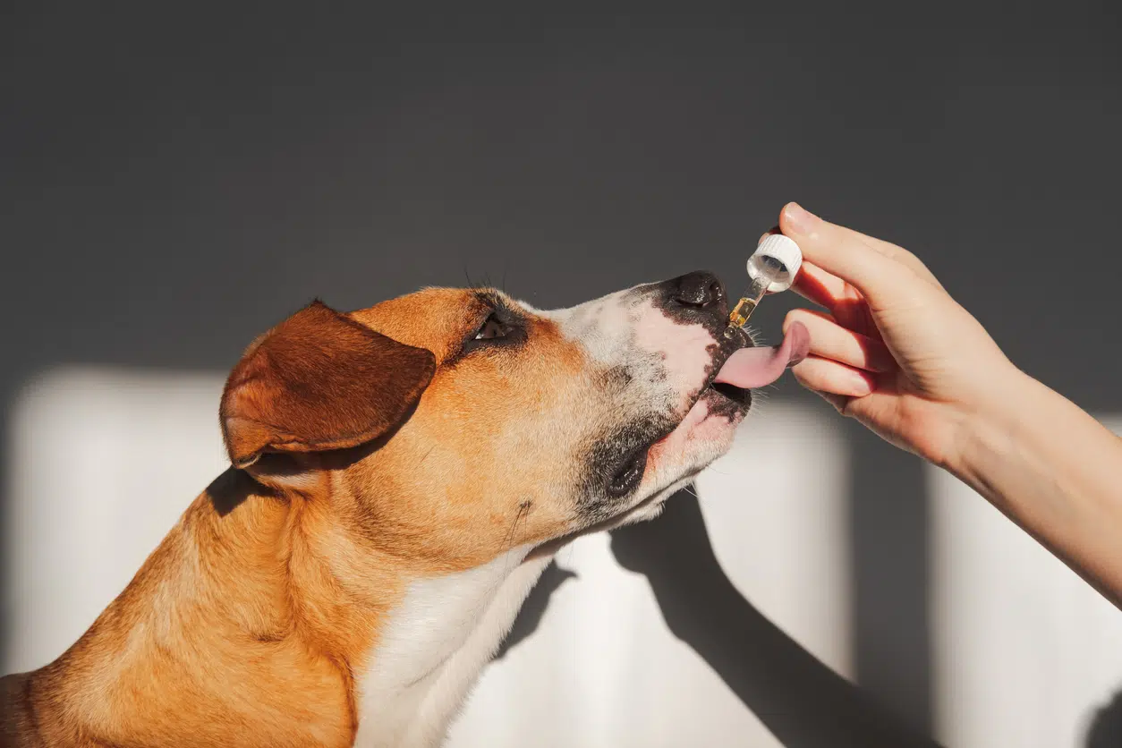 what are dog supplements? how to choose the right ones for your dog