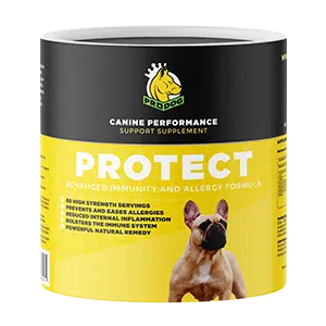 Supplements for Itchy Dogs