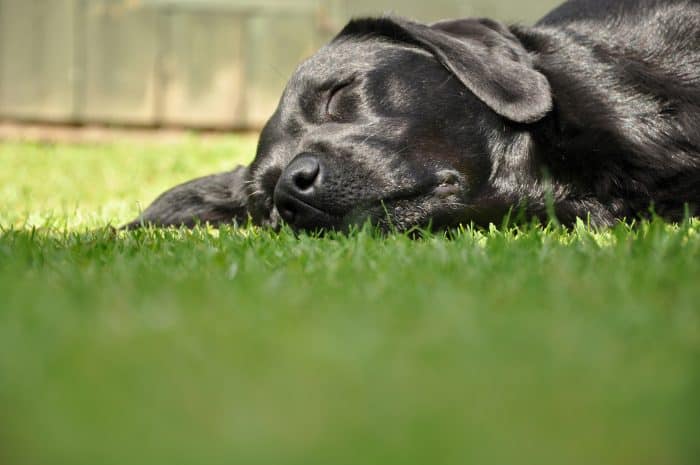 How to avoid heatstroke in dogs