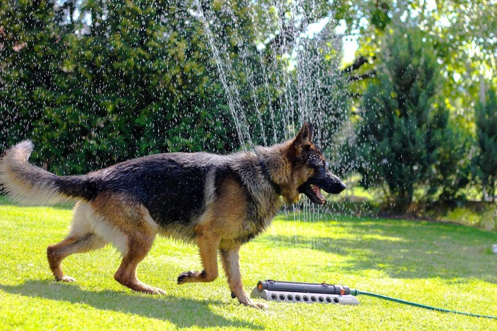 How to keep your dog cool
