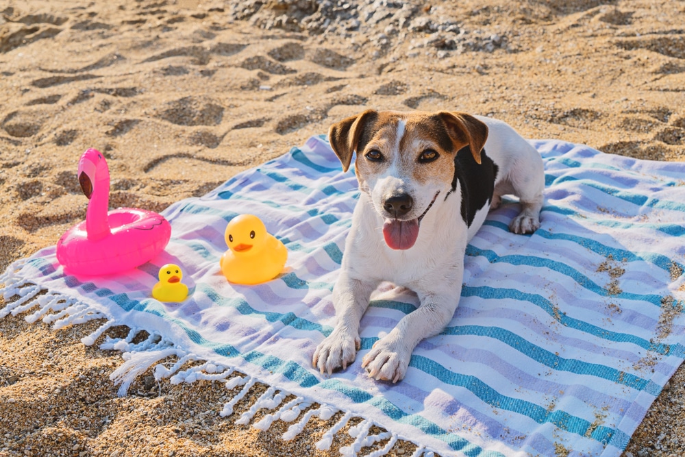 do dogs need sunscreen