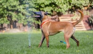 Keeping Dogs Cool in Summer: How to Beat the Heat Safely