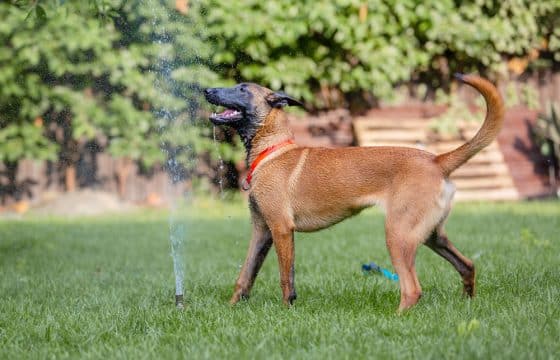 Keeping Dogs Cool in Summer: How to Beat the Heat Safely