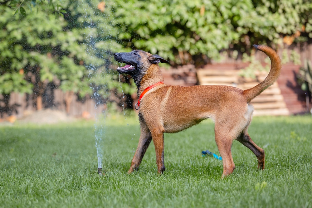 Keeping Dogs Cool in Summer: How to Beat the Heat Safely