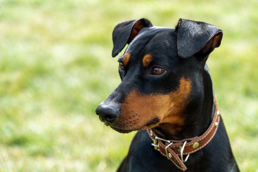keeping dog cool in summer