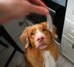 dog treats for training