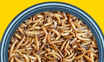 Dog Supplements for an Insect Diet