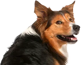 80 10 10 Raw Dog Food