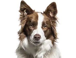 Bone Broth For Dogs