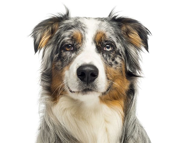 ProDog - Lean Dog Squad