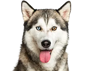 Single Protein Dog Food