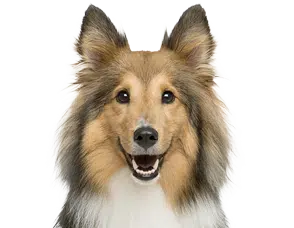 Probiotics For Dogs