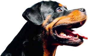 Grain Free Dog Food