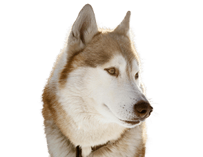 Recovery & Immunity Dog Supplements