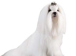 Coat & Skin Supplements for Dogs