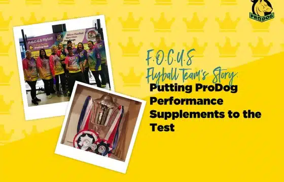 F.O.C.U.S Flyball Team: Putting ProDog Performance Supplements to the Test