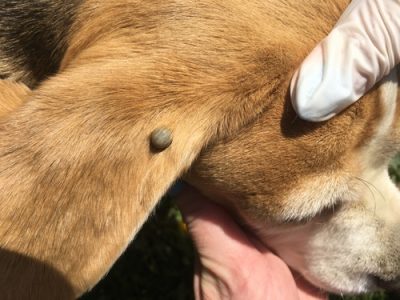 how to remove a tick from a dog